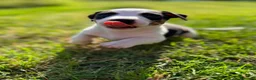 Jack Russell Terrier perros en venta: Disponible Machos de Jack Rusell - Anuncio 8