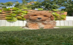 Caniche Toy perros en venta: CANICHE TOY MACHO - Imagen 8