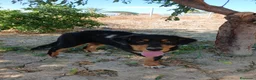 Pastor Australiano perros en venta: PASTOR AUSTRALIANO  - Anuncio 3
