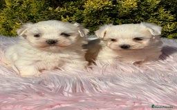 Bichón Maltés perros en venta: Bichon maltes hembra - Imagen 1