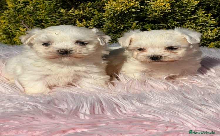 Bichón Maltés perros - Anuncio 4