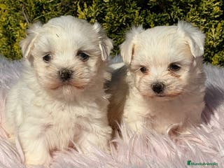 Bichón Maltés perros Bichon maltes hembra - Anuncio 19