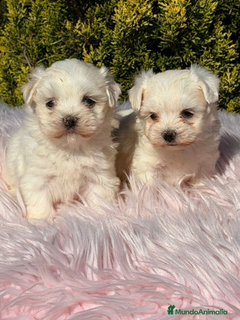 Bichón Maltés perros - Anuncio 1