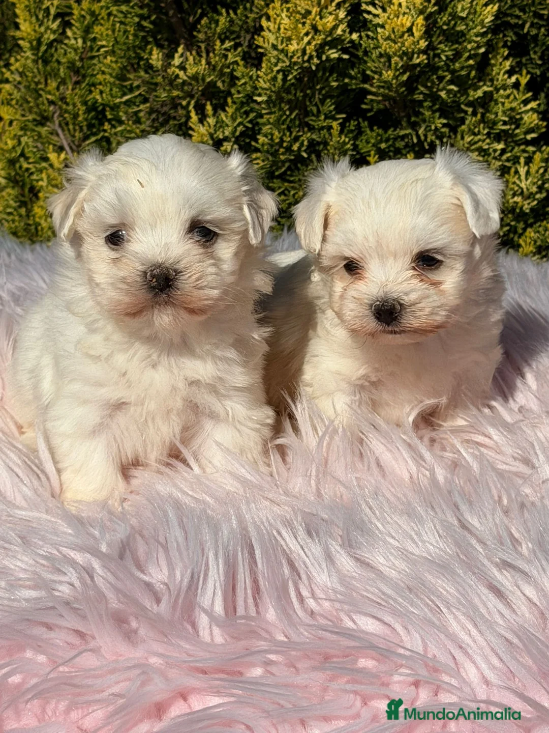 Bichón Maltés perros en venta: Bichon maltes hembra - Anuncio 1