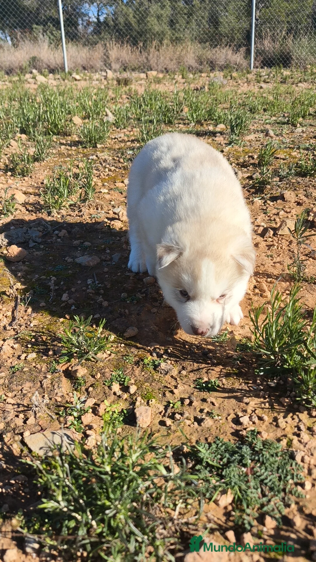 Husky Siberiano perros en venta: Husky SIBERIANO Macho y Hembra  - Anuncio 15