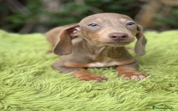 Teckel Miniatura perros en venta: Teckel mini lavanda  - Imagen 4