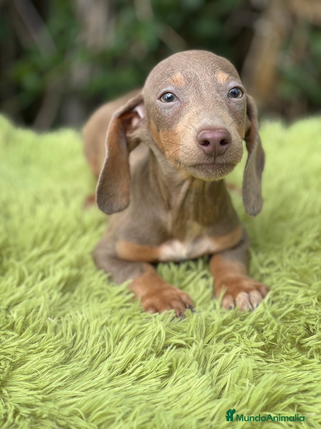 Teckel Miniatura perros en venta: Teckel mini lavanda  - Imagen 4