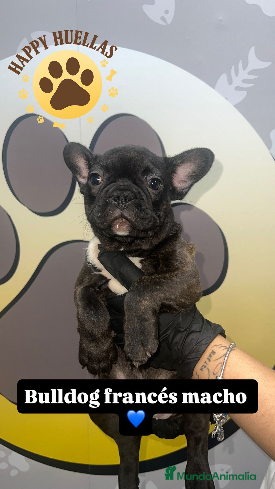 Bulldog Francés perros en venta: Cachorros Bulldog Francés – Machos - Imagen 2