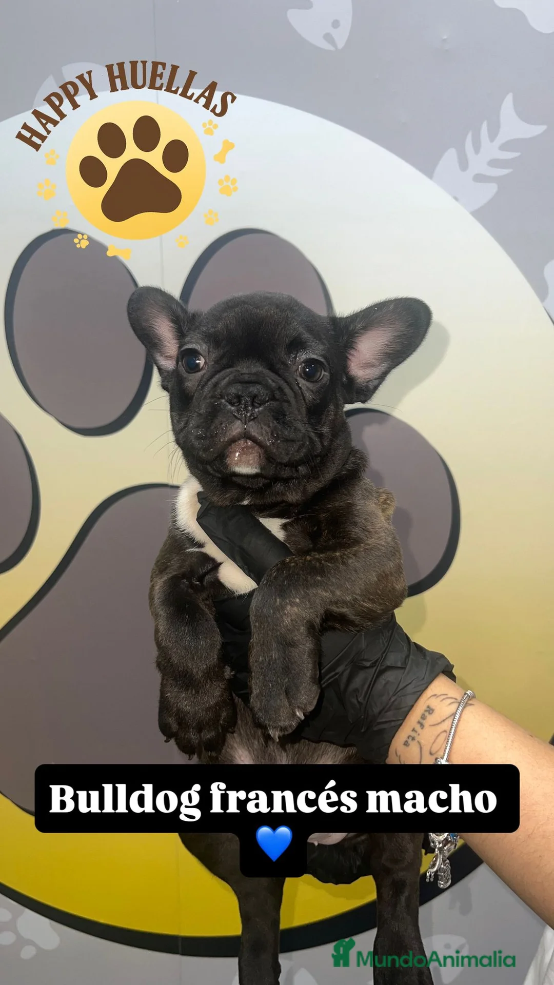 Bulldog Francés perros en venta: Cachorros Bulldog Francés – Machos - Anuncio 2