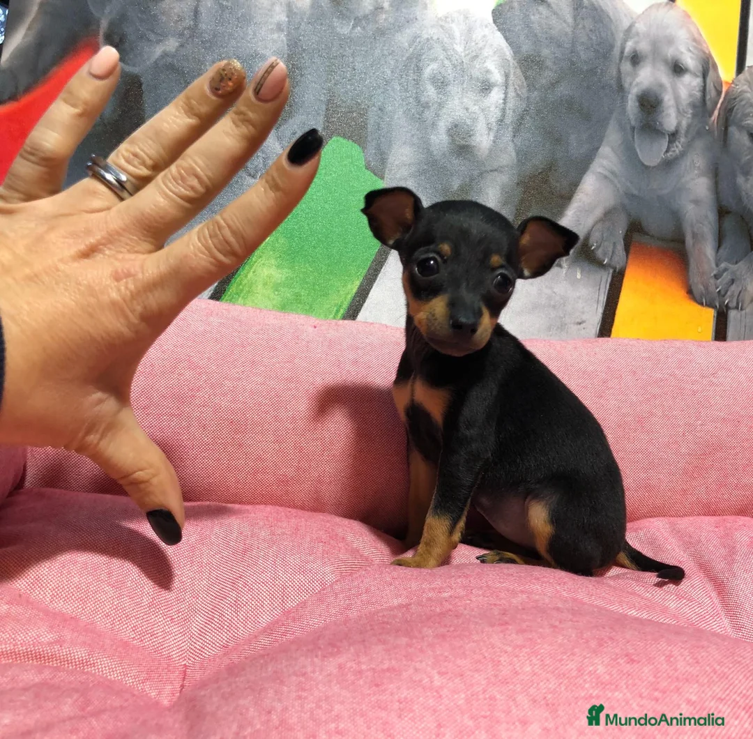 Pinscher Miniatura perros en venta: Pinscher miniatura  - Anuncio 1