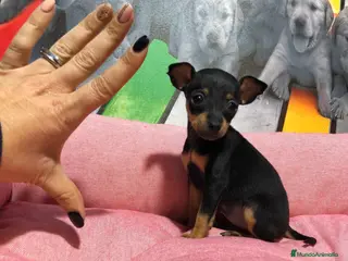 Pinscher Miniatura perros Pinscher miniatura - Anuncio 2