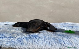Teckel Miniatura perros en venta: TECKEL MINIATURA  - Imagen 6
