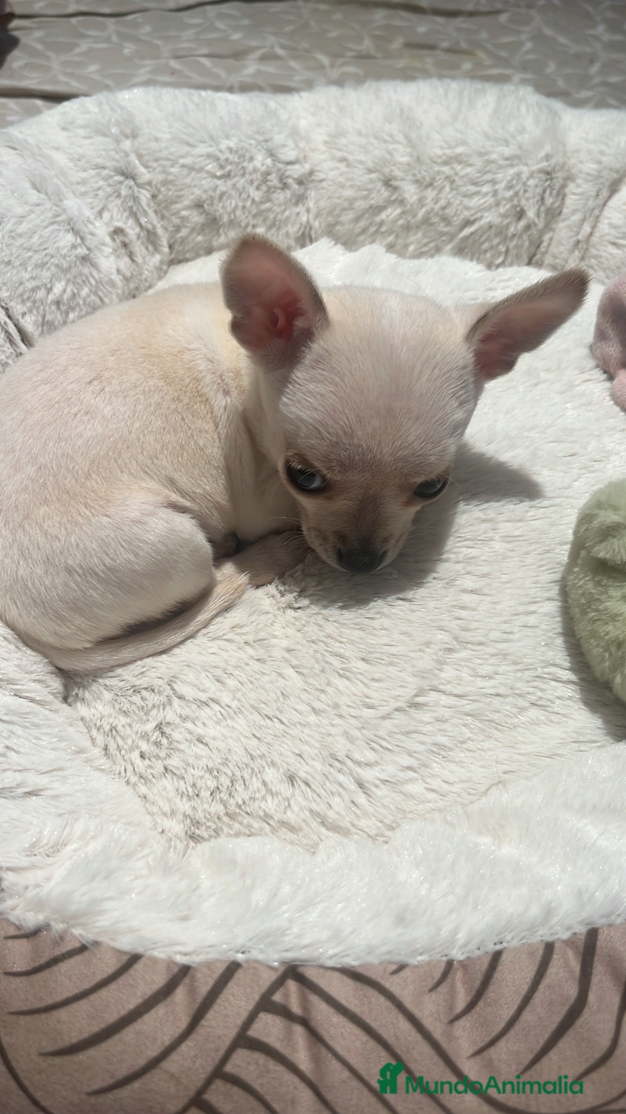 Chihuahua perros Macho mini blanco - Anuncio 35