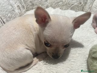 Chihuahua perros Macho mini blanco - Anuncio 12