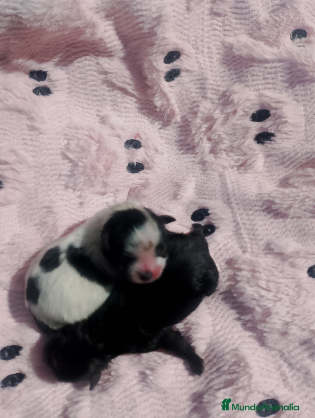 Pomerania perros en venta: Hembras de pomerania enanas  - Anuncio 2