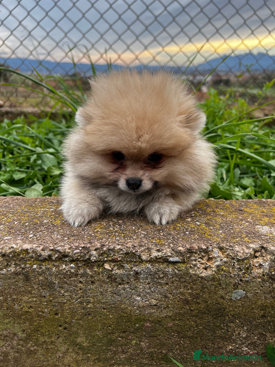 Pomerania perros en venta: Pomerania hembra toy  en Barcelona - Imagen 3