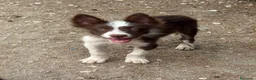 Border Collie perros en venta: Cachorro Border collie  - Anuncio 2