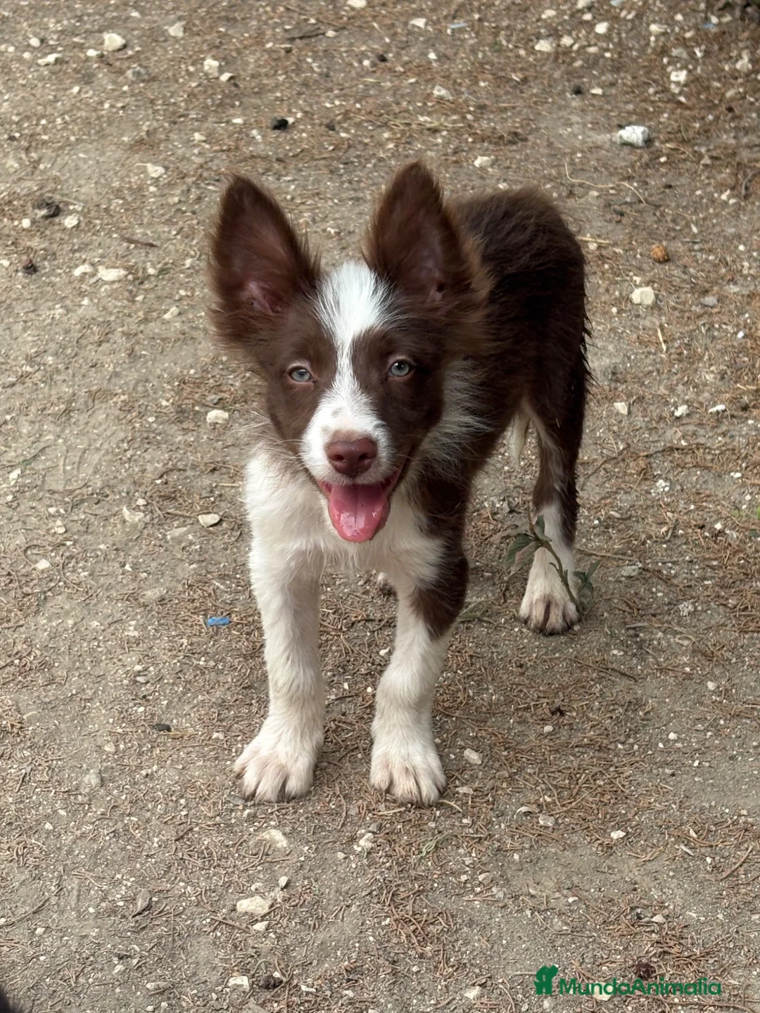 Border Collie perros en venta: Cachorro Border collie  - Anuncio 2