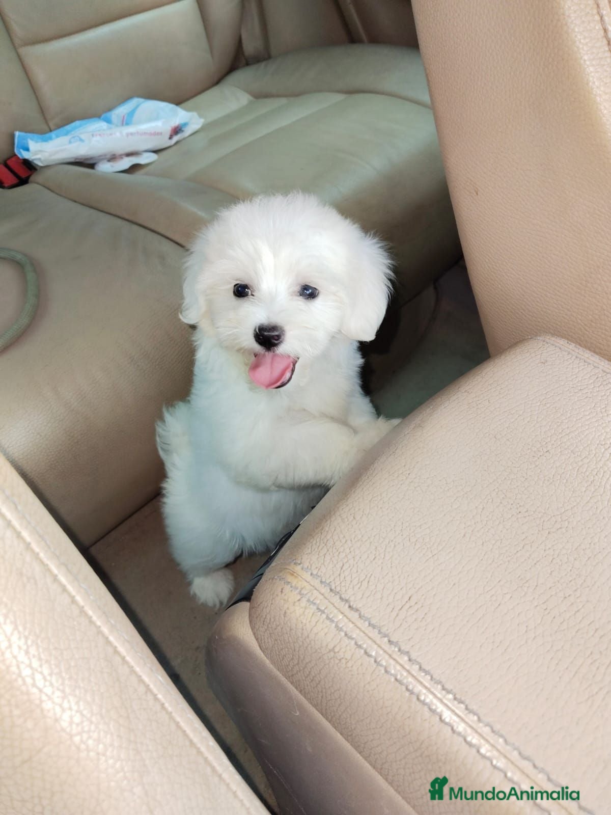 Bichón Maltés perros Bichón maltés hembra Toy línea americana  - Anuncio 1