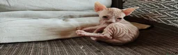 Sphynx gatos en venta: Fabuloso Spynx blanco ocuro - Anuncio 3