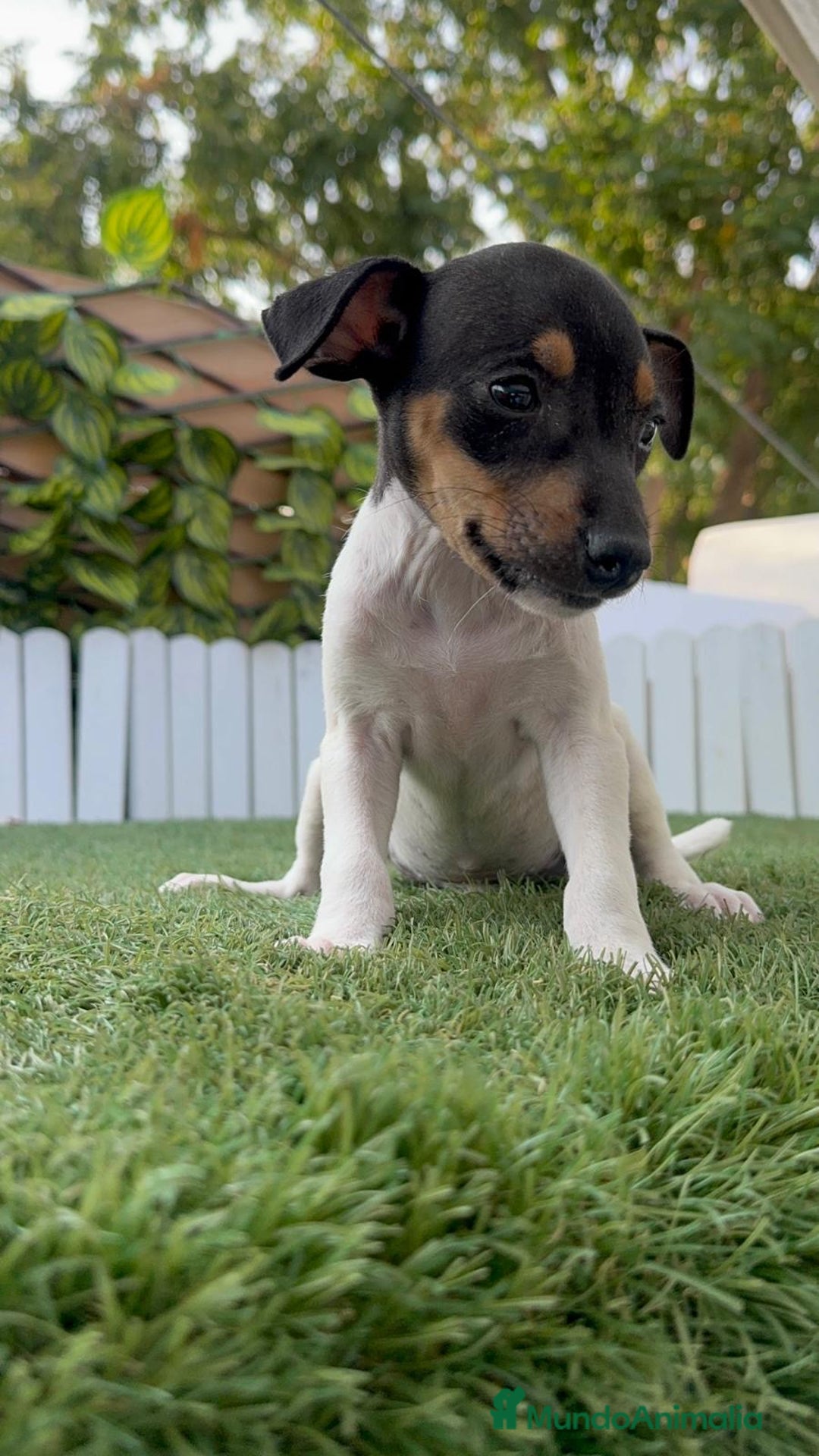 Ratonero Bodeguero Andaluz perros en venta: BODEGUERO ANDALUZ - Imagen 7