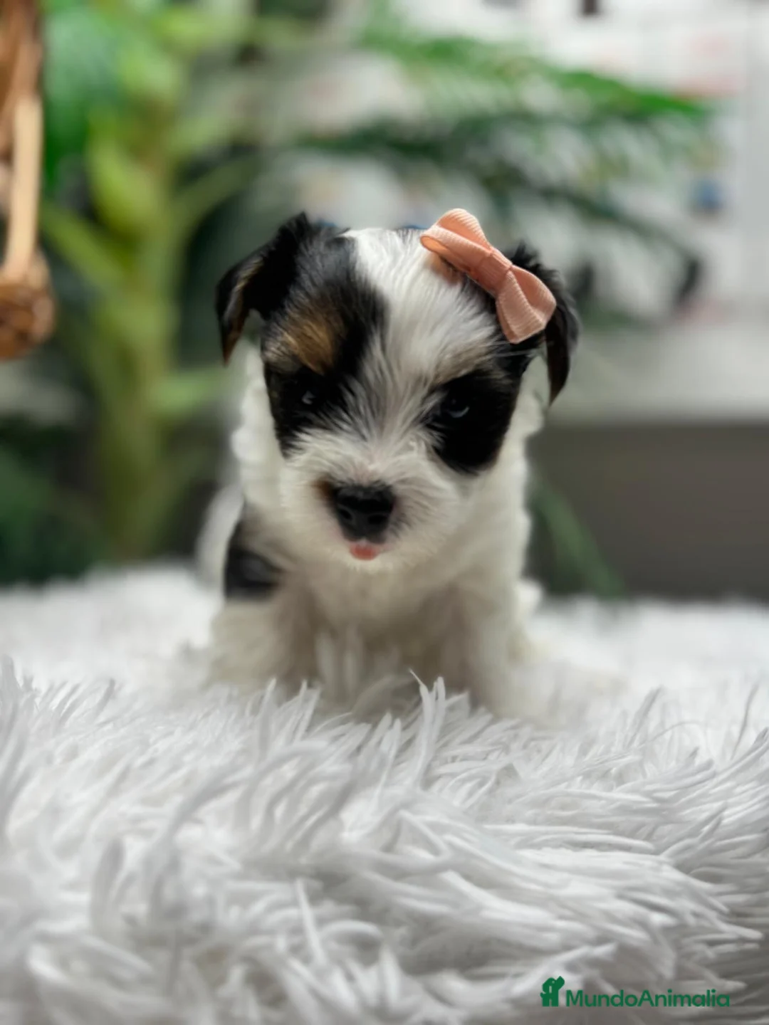 Yorkshire Terrier perros en venta: YORKSHIRE BIEWER - Anuncio 2