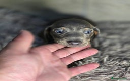 Teckel Miniatura perros en venta: Teckel blue  - Imagen 4