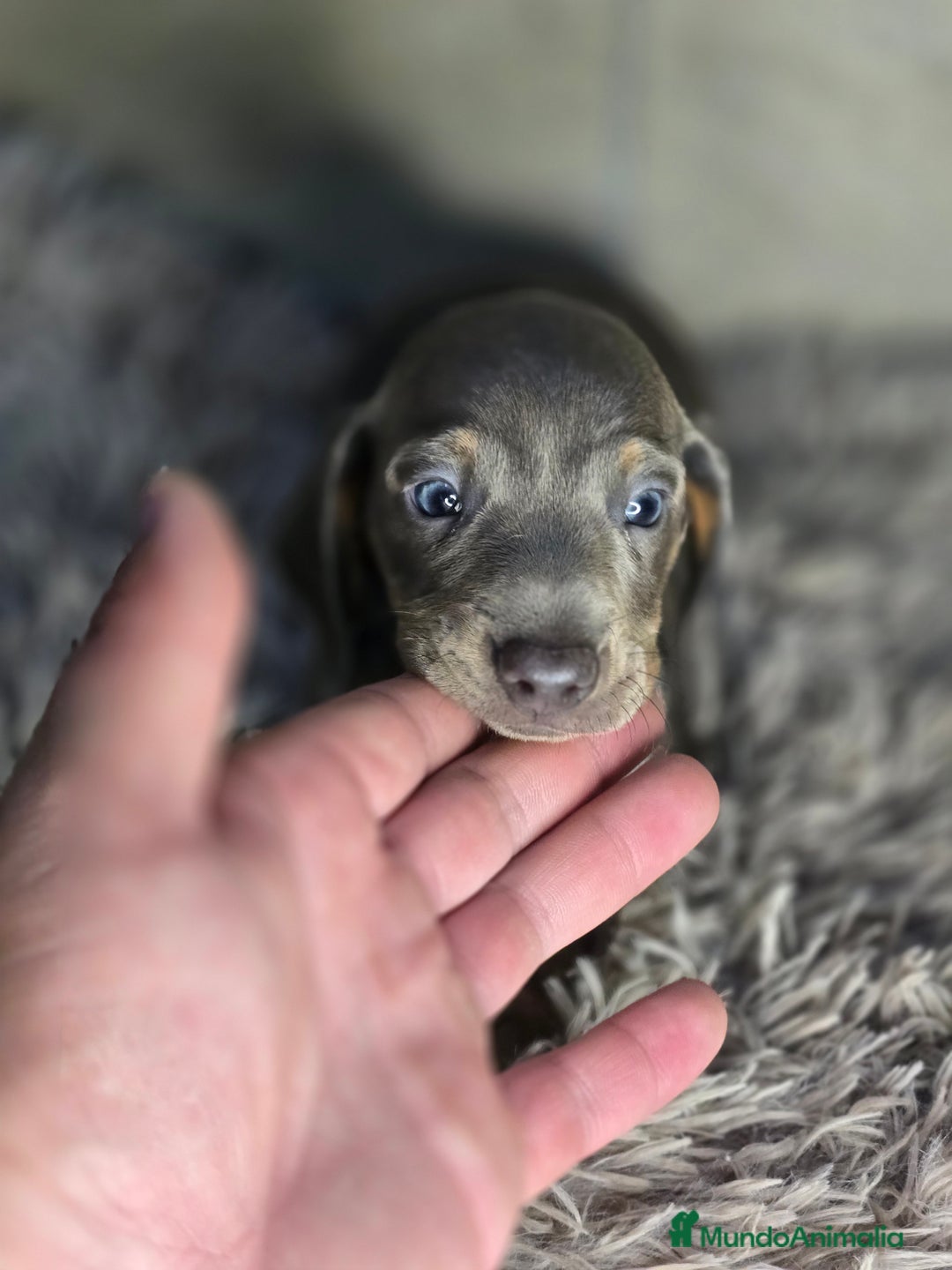 Teckel Miniatura perros en venta: Teckel blue  - Imagen 4