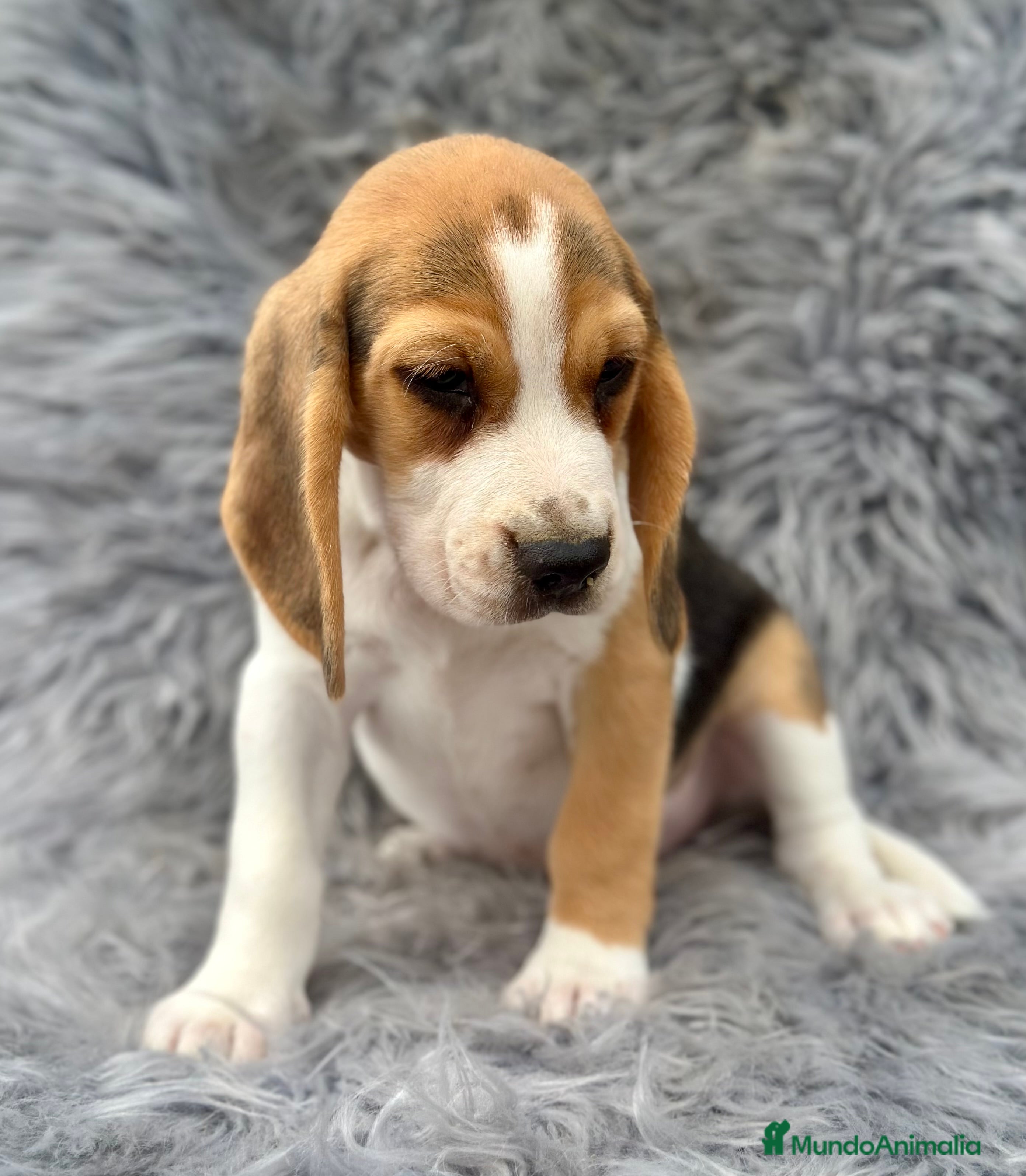 Beagle perros BEAGLE TRICOLOR MACHOS DISPONIBLES - Anuncio 2