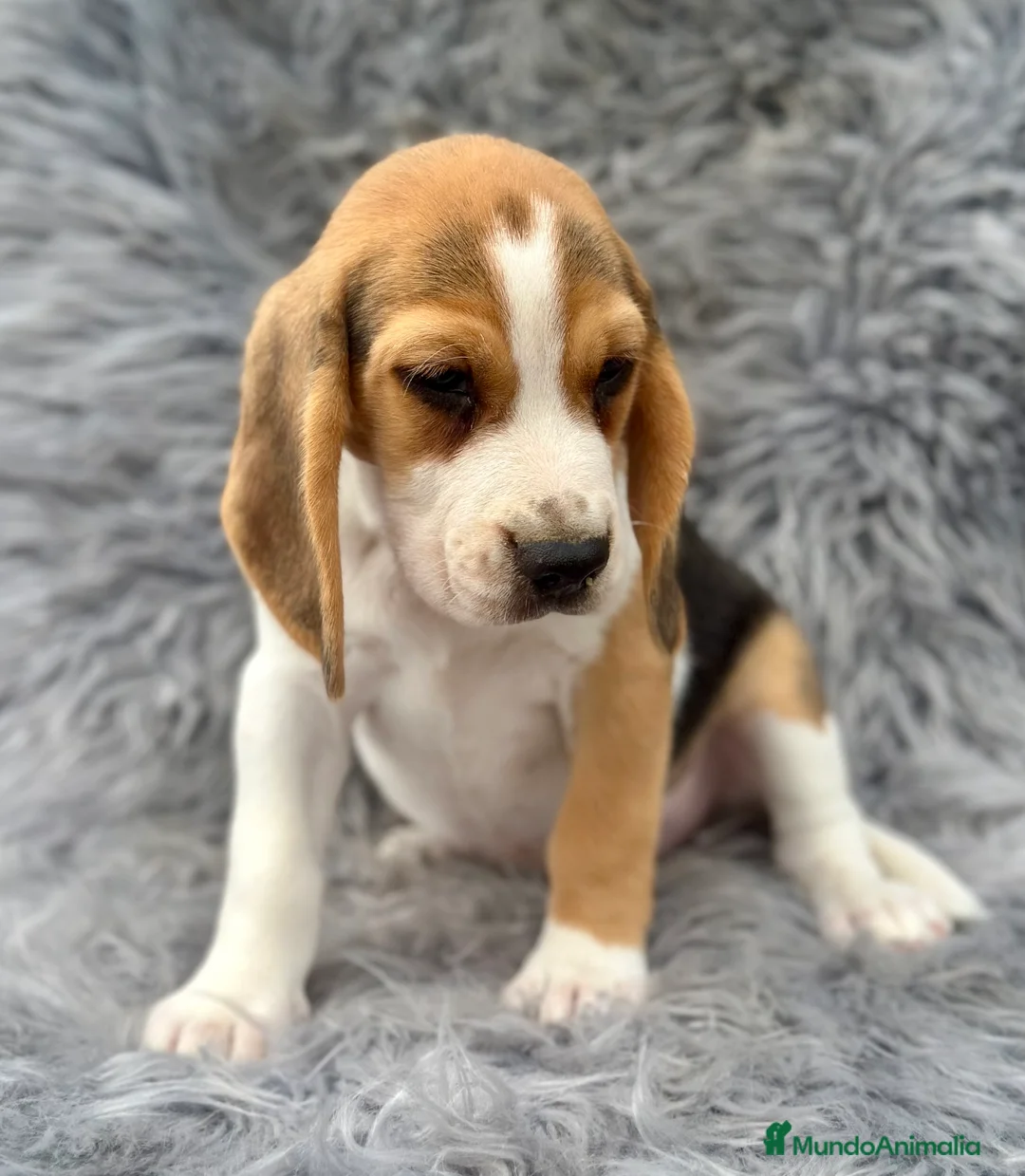 Beagle perros en venta: BEAGLE TRICOLOR MACHOS DISPONIBLES - Anuncio 2