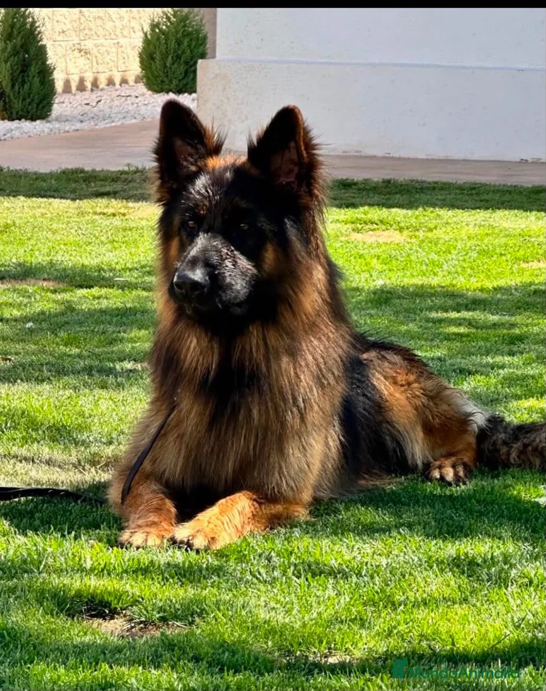 Pastor Alemán perros en venta: CACHORITAS DE PASTOR ALEMAN NEGRO SOLID PELO LARGO - Anuncio 6