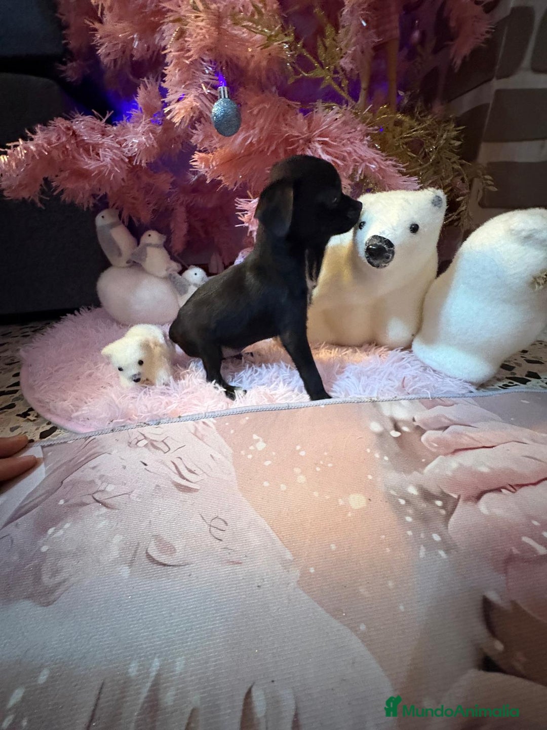 Chihuahua perros en venta: Chihuahua toy negro  - Anuncio 11