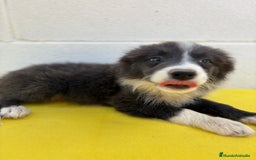Border Collie perros en venta: Border Collie tranquilos y hermosos - Imagen 3