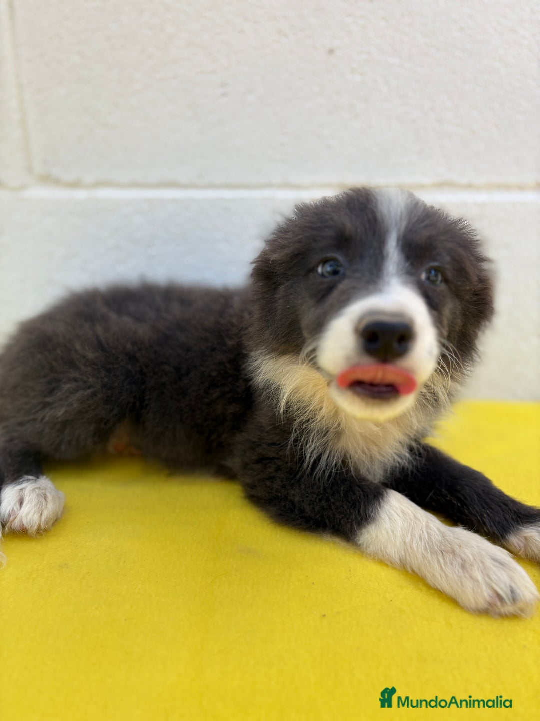 Border Collie perros en venta: Border Collie tranquilos y hermosos - Imagen 3