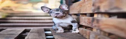 Bulldog Francés perros en venta: BULLDOG FRANCES - MADRID - ENTREGA  - Anuncio 2