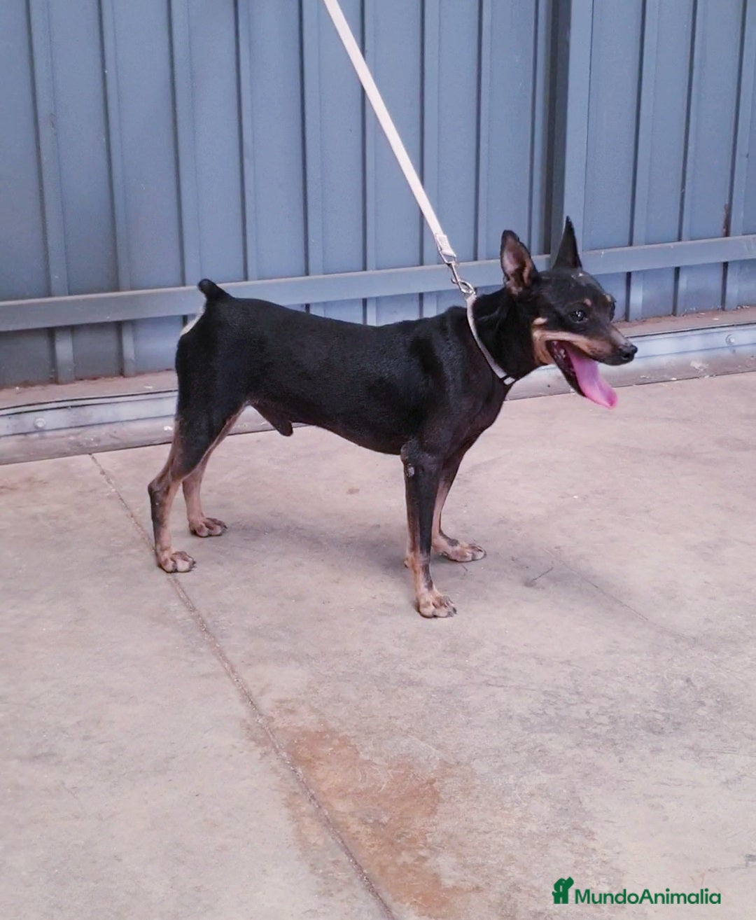 Pinscher Alemán perros en venta: ## Pincher ## - Anuncio 1