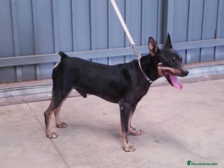 Pinscher Alemán perros ## Pincher ## - Anuncio 1