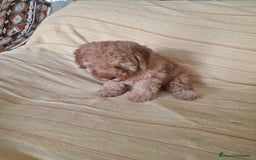 Caniche Toy perros en venta: Caniche Toy - Imagen 2