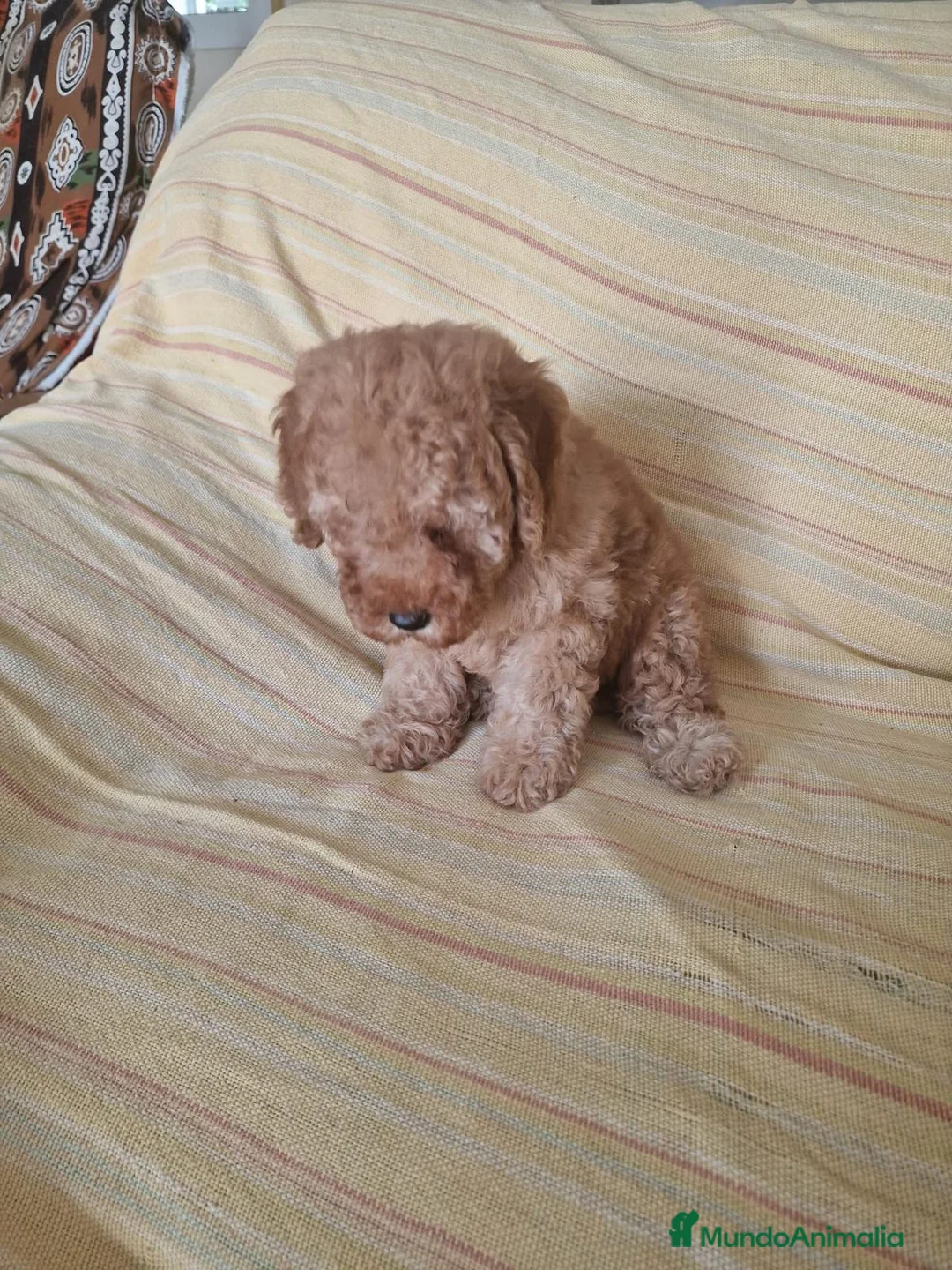 Caniche Toy perros en venta: Caniche Toy - Anuncio 2