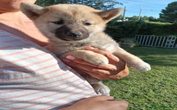 Shiba Inu perros en venta: Cachorros de Shiba Inu - Imagen 5