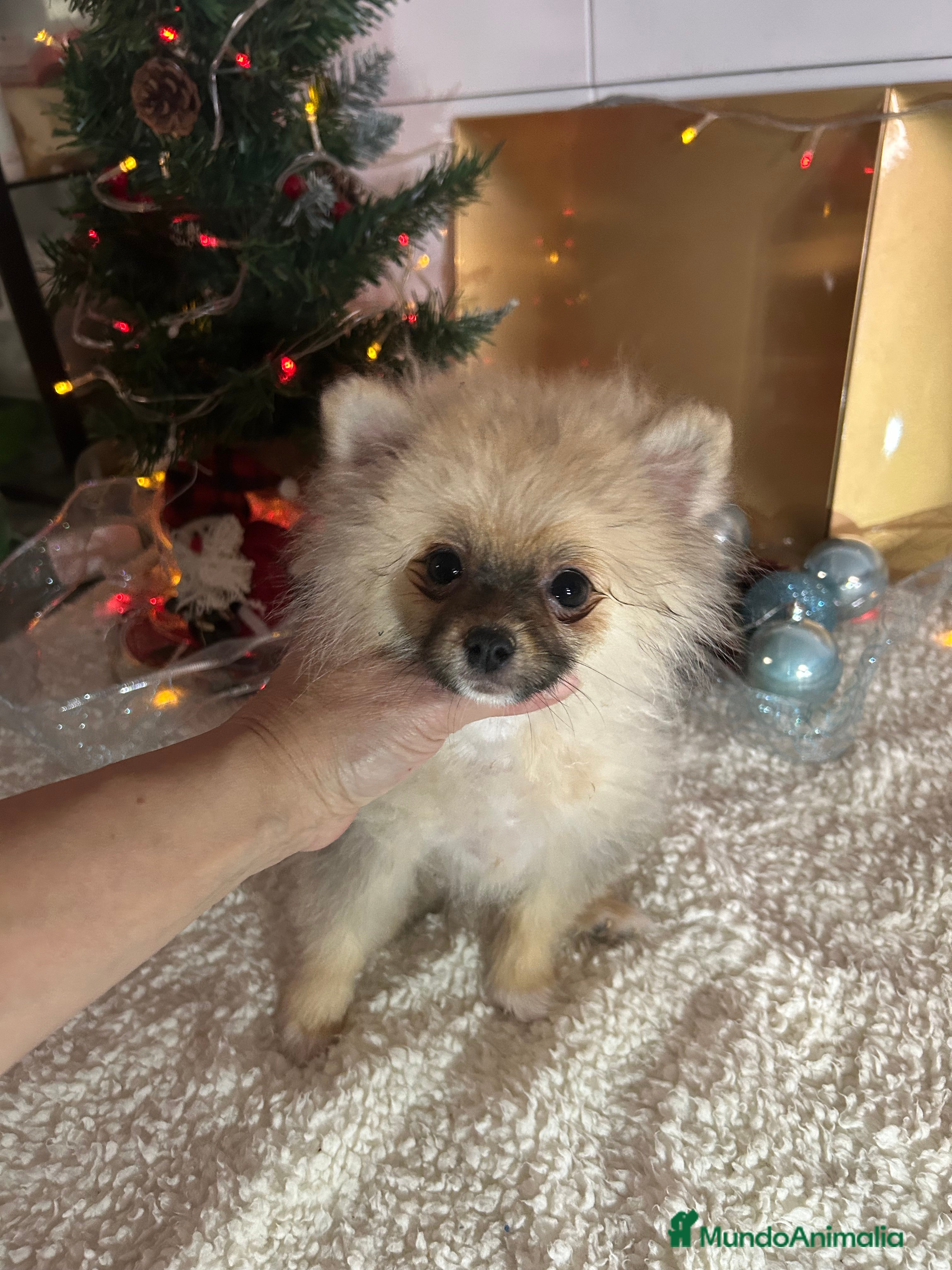 Pomerania perros Pomerania hembra - Anuncio 11