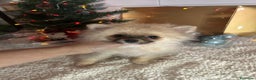 Pomerania perros en venta: Pomerania hembra - Anuncio 1