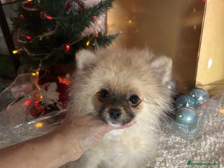 Pomerania perros Pomerania hembra - Anuncio 20