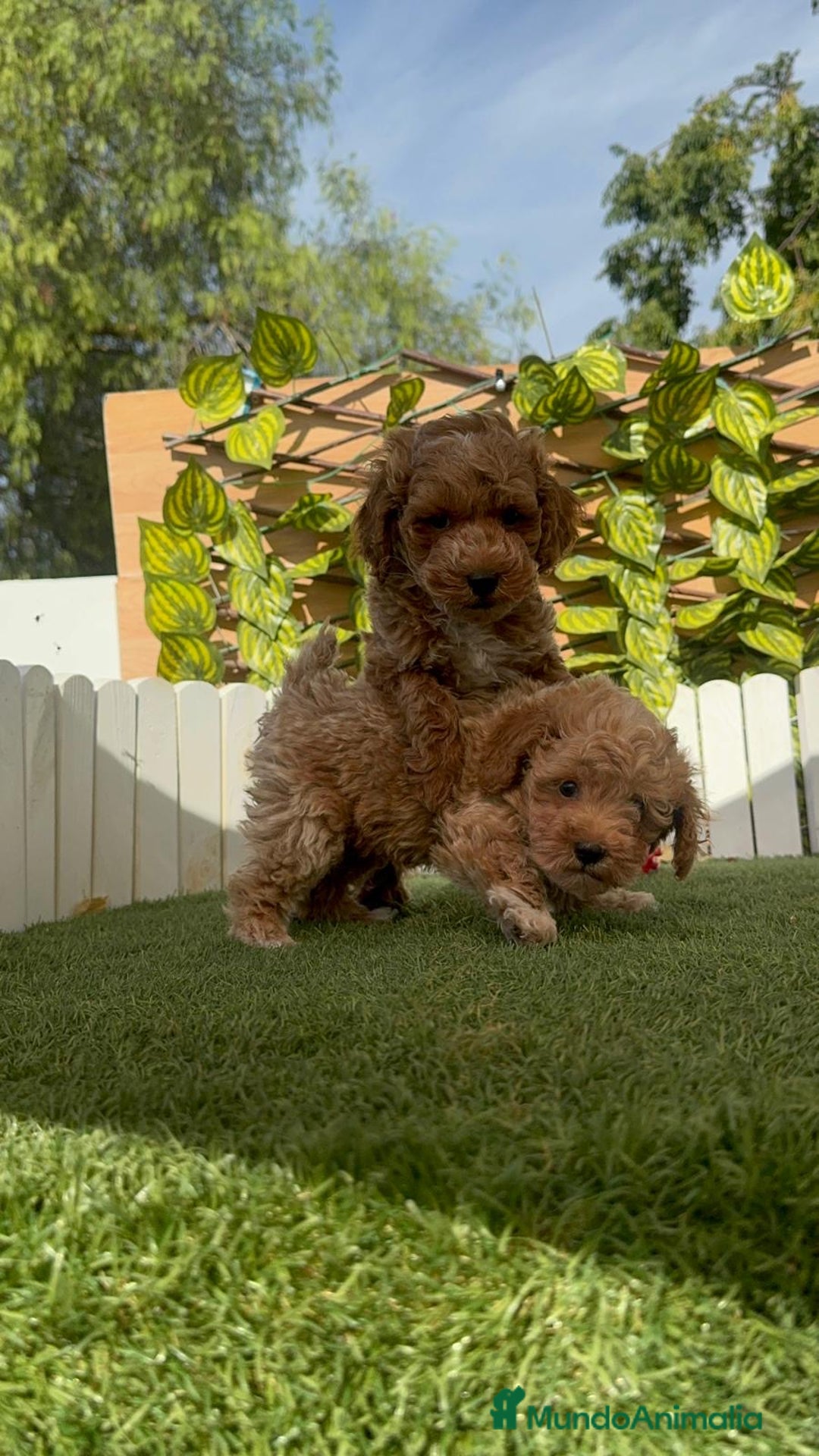 Caniche Toy perros en venta: CANICHE TOY MACHOS - Imagen 5