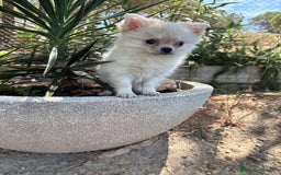 Chihuahua perros en venta: Chihuahua de pelo largo  - Imagen 6