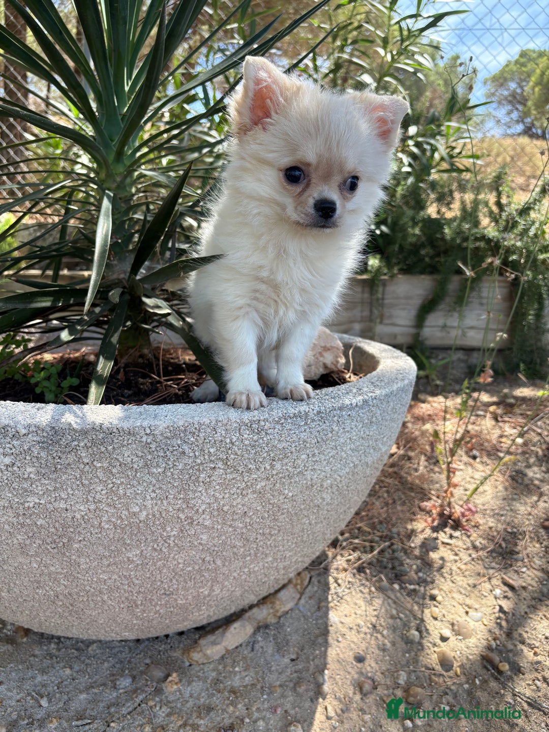 Chihuahua perros en venta: Chihuahua de pelo largo  - Imagen 6