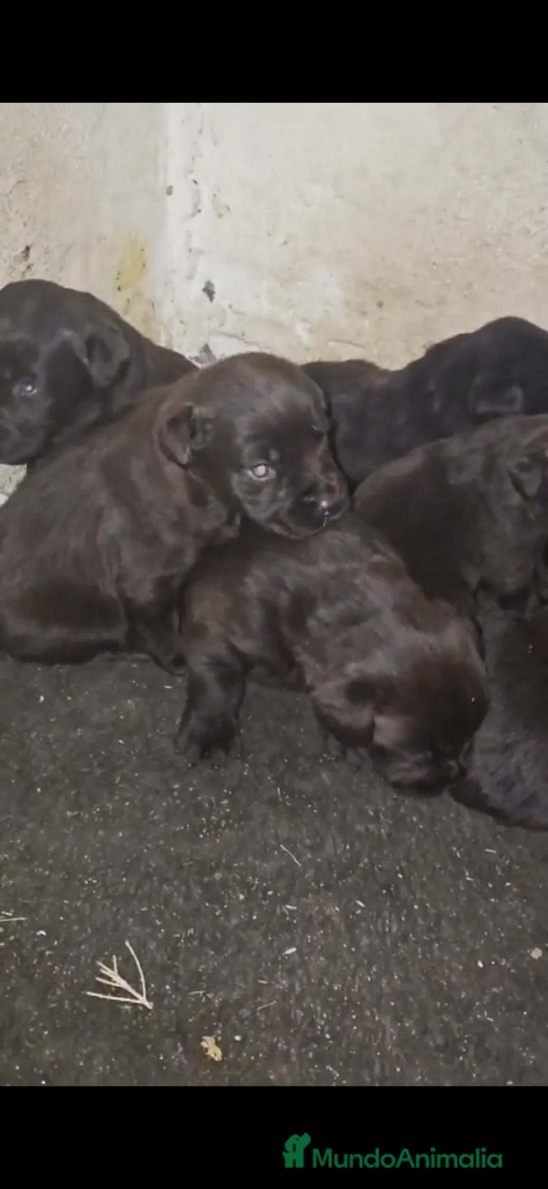 Labrador Retriever perros en venta: Camada de labradores retriever chocolate - Anuncio 3