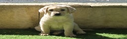 Labrador Retriever perros en venta: LABRADOR amarillo cachorros - Anuncio 2