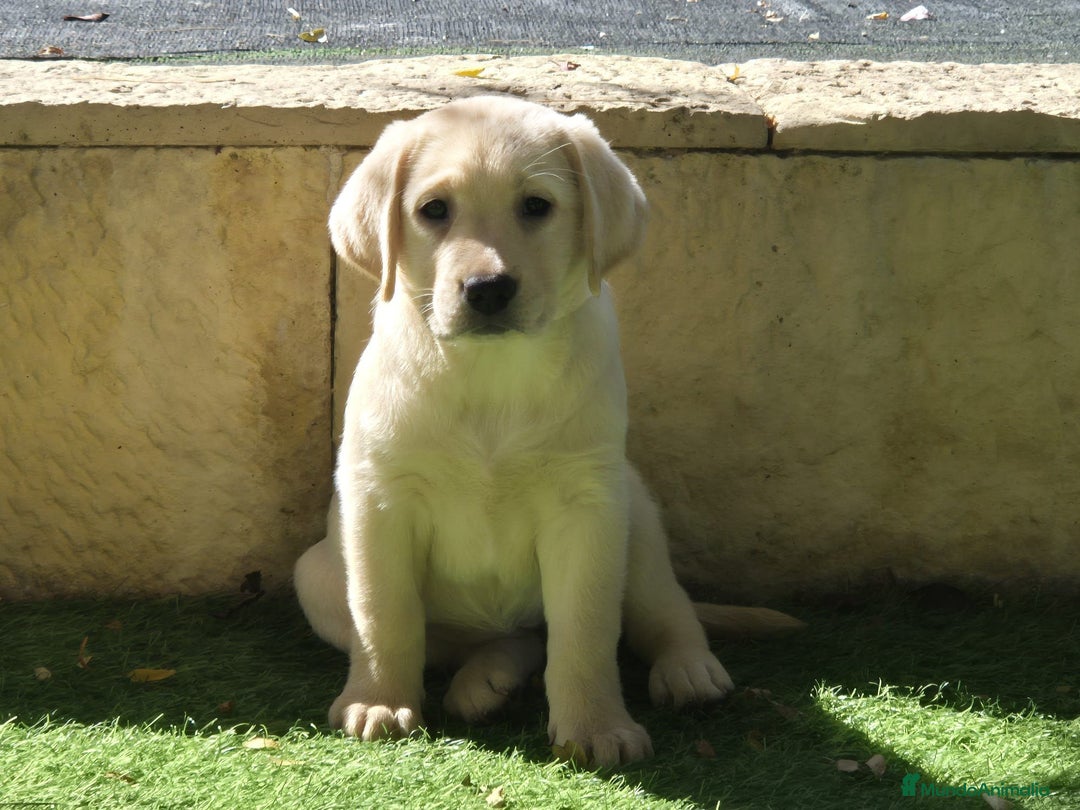 Labrador Retriever perros en venta: LABRADOR amarillo cachorros - Anuncio 2