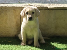 Labrador Retriever perros LABRADOR amarillo cachorros - Anuncio 1